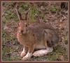 Snowshoe Hare (Lepus americanus)