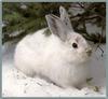 Snowshoe Hare (Lepus americanus)