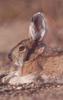 Snowshoe Hare (Lepus americanus)