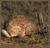 European Rabbit (Oryctolagus cuniculus)