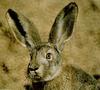 Hare (Lepus sp.)