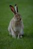 Hare (Lepus sp.)