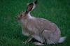 Hare (Lepus sp.)