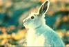 Hare (Lepus sp.)