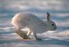 Hare (Lepus sp.)