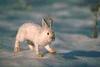 Hare (Lepus sp.)