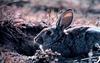 Hare (Lepus sp.)