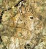 Hare (Lepus sp.)