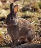 Hare (Lepus sp.)