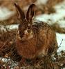 Hare (Lepus sp.)