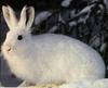 Hare (Lepus sp.)