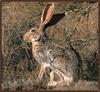 Antelope Jackrabbit (Lepus alleni)