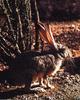 Black-tailed Jackrabbit (Lepus californicus)