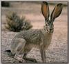 Black-tailed Jackrabbit (Lepus californicus)