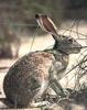 Black-tailed Jackrabbit (Lepus californicus)