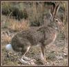 White-tailed Jackrabbit (Lepus townsendii)