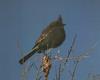 Phainopepla (Phainopepla nitens)