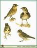[Illust] Lark species