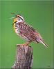 Western Meadowlark (Sturnella neglecta)