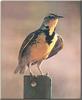 Western Meadowlark (Sturnella neglecta)