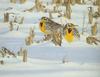 Western Meadowlarks (Sturnella neglecta)