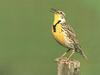 Western Meadowlark (Sturnella neglecta)