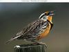 Eastern Meadowlark (Sturnella magna)