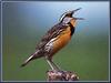 Eastern Meadowlark (Sturnella magna)