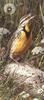[Animal Art - Carl Brenders] Eastern Meadowlark (Sturnella magna)