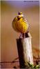 Eastern Meadowlark (Sturnella magna)