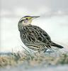 Eastern Meadowlark (Sturnella magna)