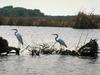 Great Heron (Egretta alba)