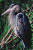 Blue Heron