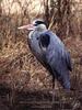 Blue Heron