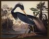 Blue Heron