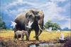African Elephants & Egrets