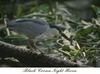 Black-crowned Night Heron (Nycticorax nycticorax)