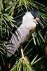 Black-crowned Night Heron (Nycticorax nycticorax)