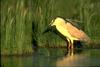 Black-crowned Night Heron (Nycticorax nycticorax)