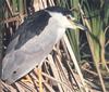 Black-crowned Night Heron (Nycticorax nycticorax)