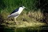 Black-crowned Night Heron (Nycticorax nycticorax)