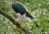 Black-crowned Night Heron (Nycticorax nycticorax)