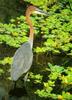 Goliath Heron (Ardea goliath)