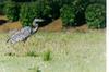 Grey Heron (Ardea cinerea)