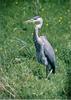 Grey Heron (Ardea cinerea)