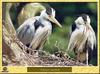 Grey Heron pair (Ardea cinerea)