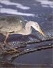 Grey Heron (Ardea cinerea)