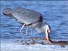 Grey Heron (Ardea cinerea)