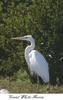 Great Blue Heron (Ardea herodias)