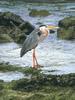 Great Blue Heron (Ardea herodias)